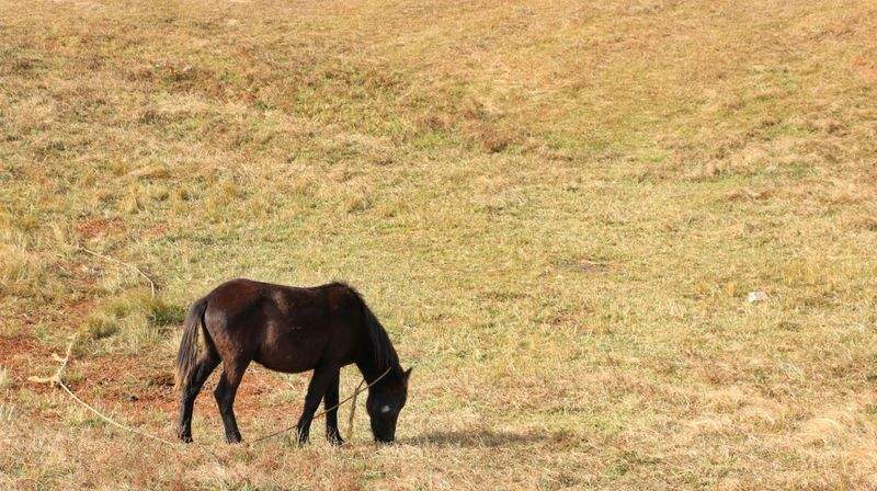 アニマルケアジャパン株式会社 - Image 1