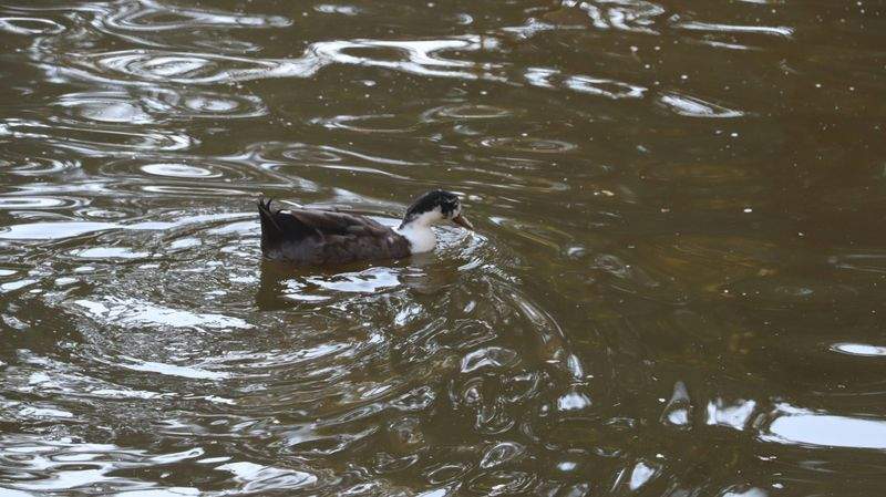 アニマルケアジャパン株式会社 - Image 12