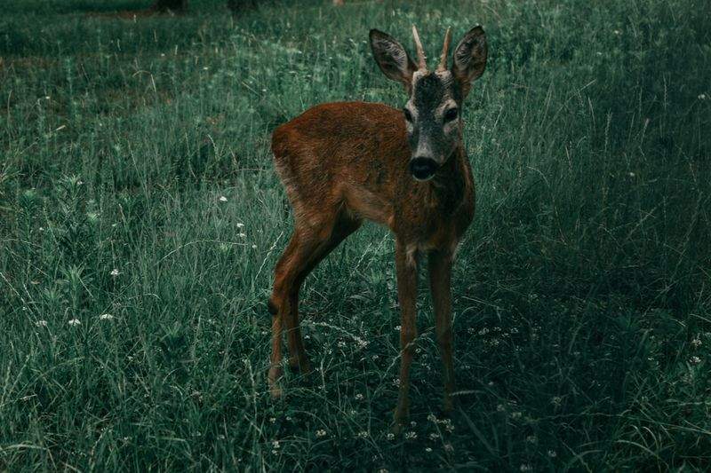 アニマルケアジャパン株式会社 - Image 3