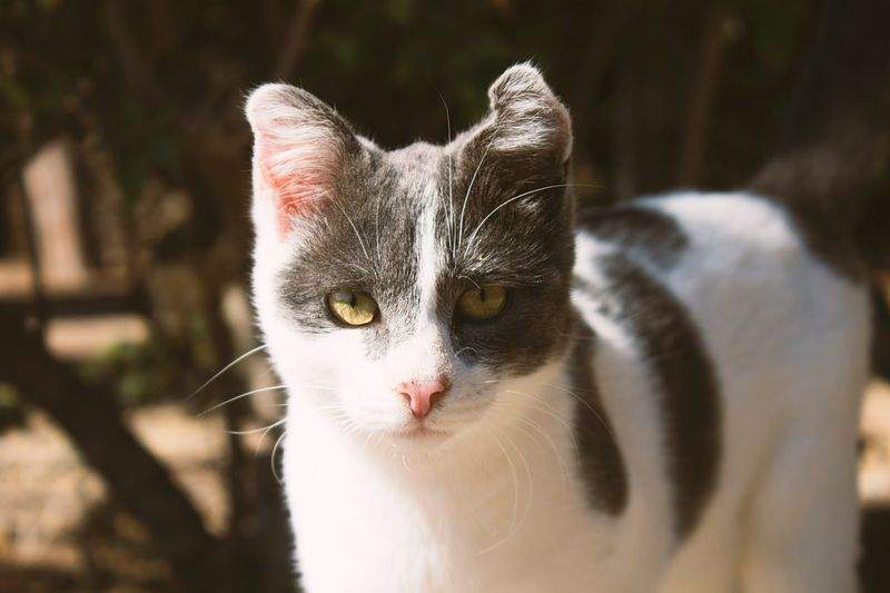 アニマルケアジャパン株式会社 - Image 4